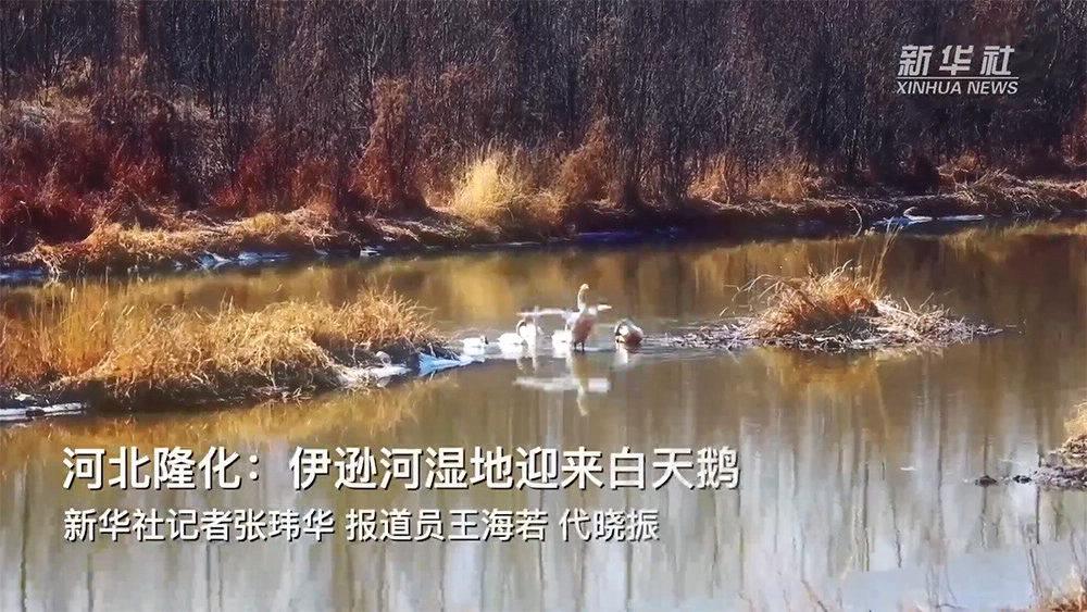 河北隆化：伊逊河湿地迎来白天鹅